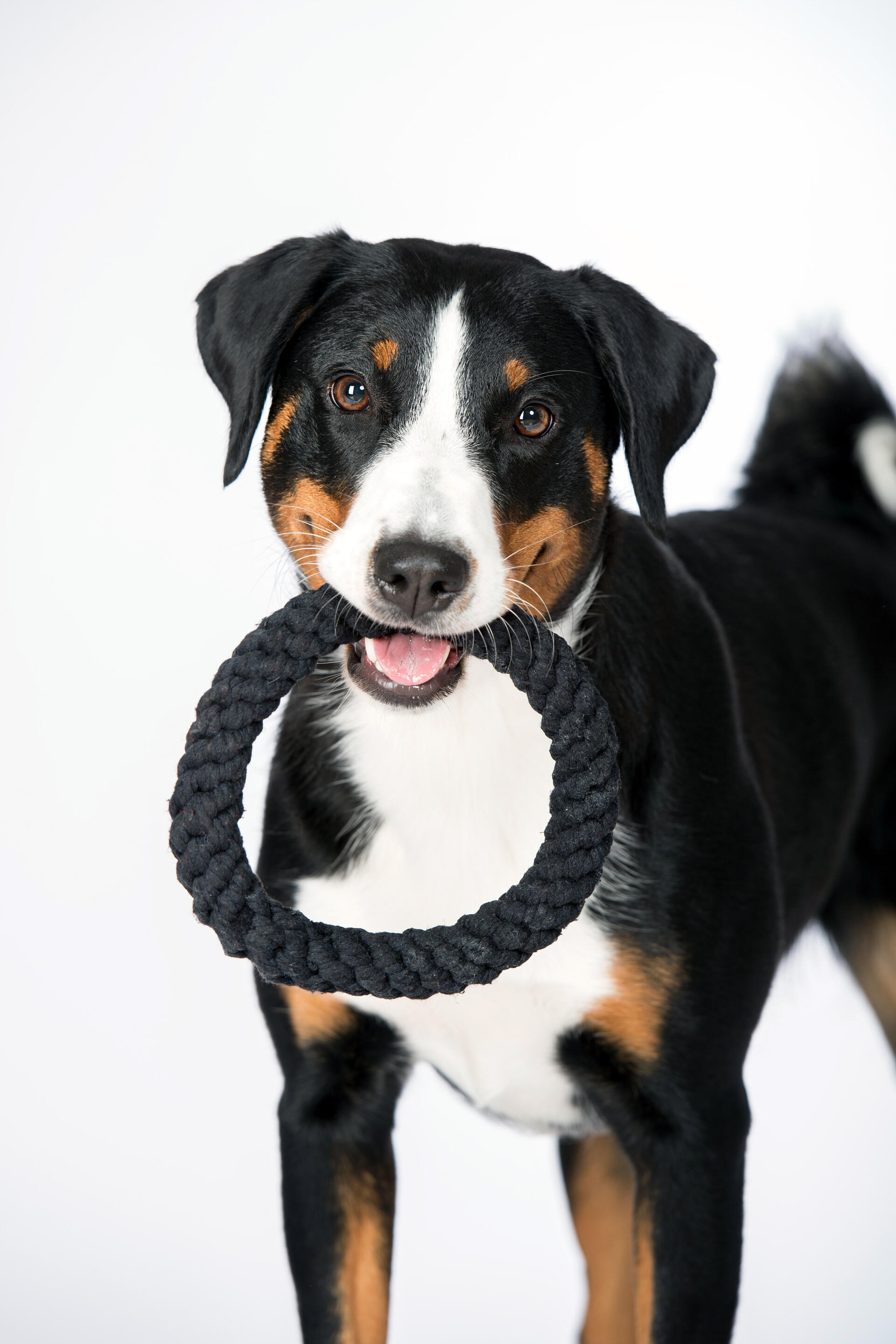 Ringo Ring - Kult-Spielzeug für | Ringo Ring - Cult toy for dogs | TOYS | LABONI - design dogs and owners