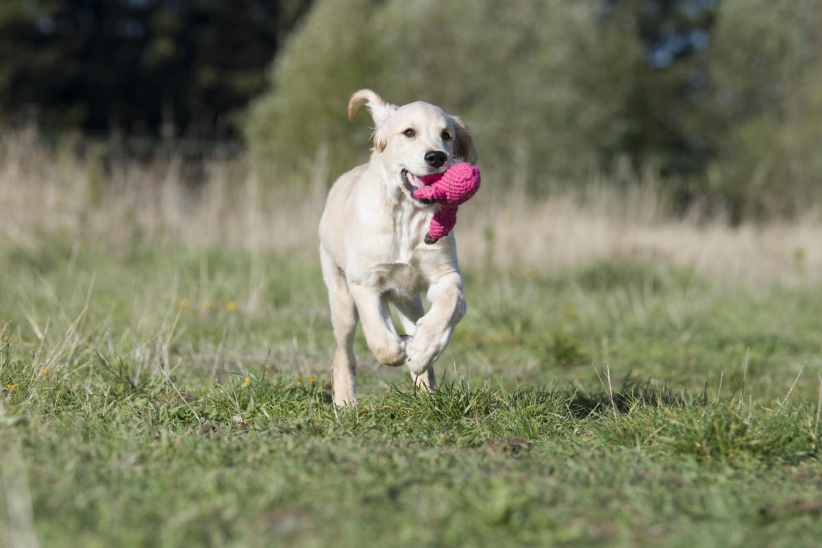 Franzi Flamingo - Kult-Spielzeug für Hunde | Franzi Flamingo 