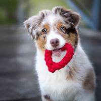 Mini Heart - Kult-Spielzeug für Hunde