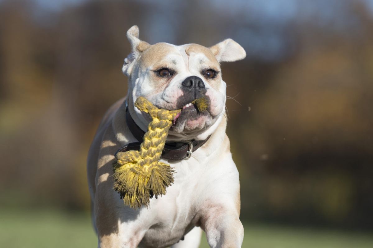 LAY LO Hundespielzeug Aus Natürlicher Baumwolle – 45,7 Cm, 2 Stück, Boho-Design Mit Griff, Für Mittelgroße/große Hunde