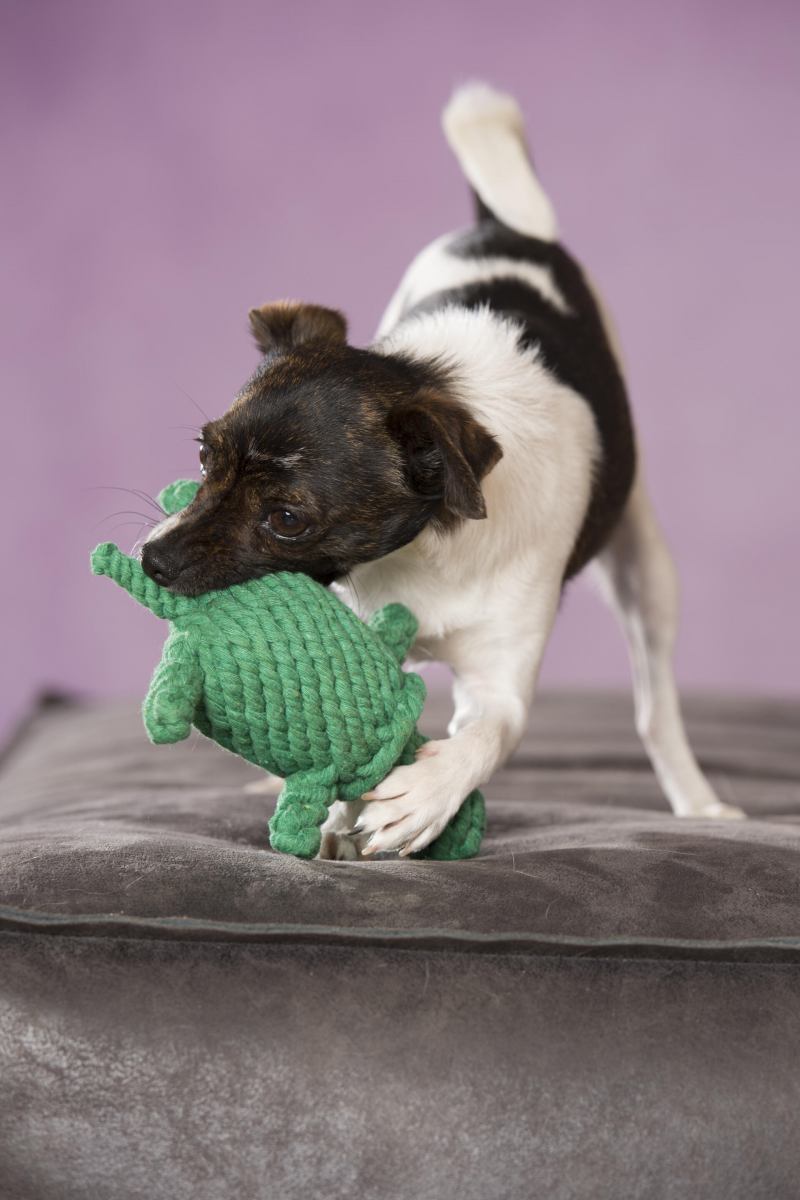Tamu Style Quietschendes Hundespielzeug – Weich, Gefüllt Für Kleine & Mittelgroße Hunde