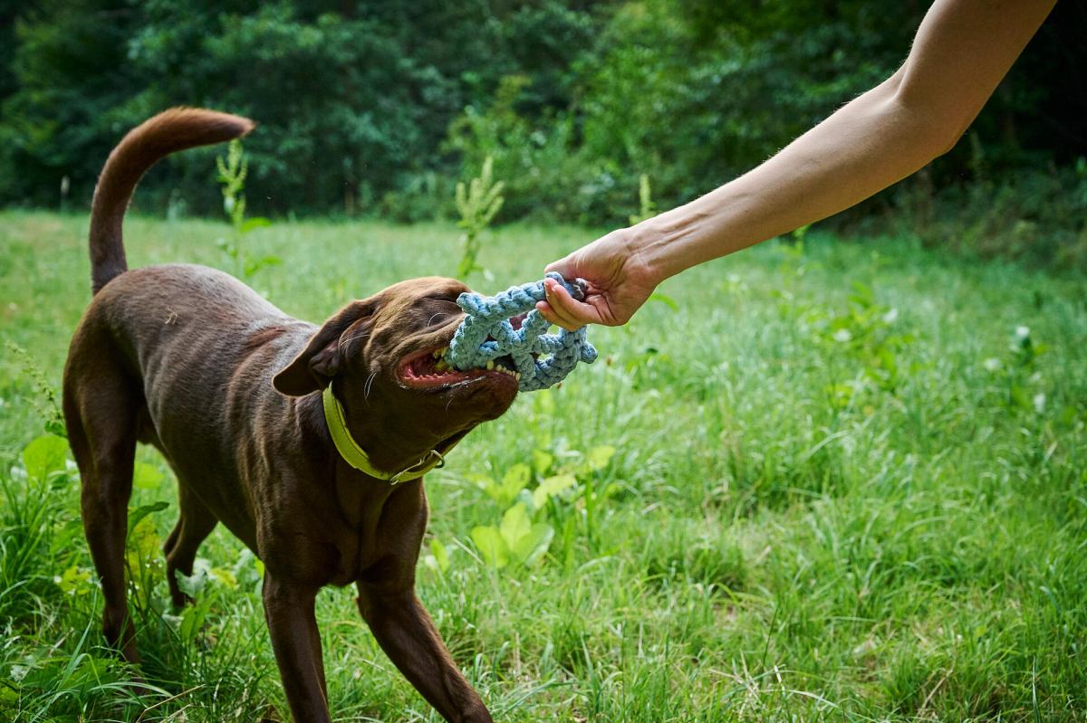 Robustes Kauspielzeug Für Hunde – In Bananenform, Füllbar Mit Leckerlis, Für Kleine Bis Große Hunde