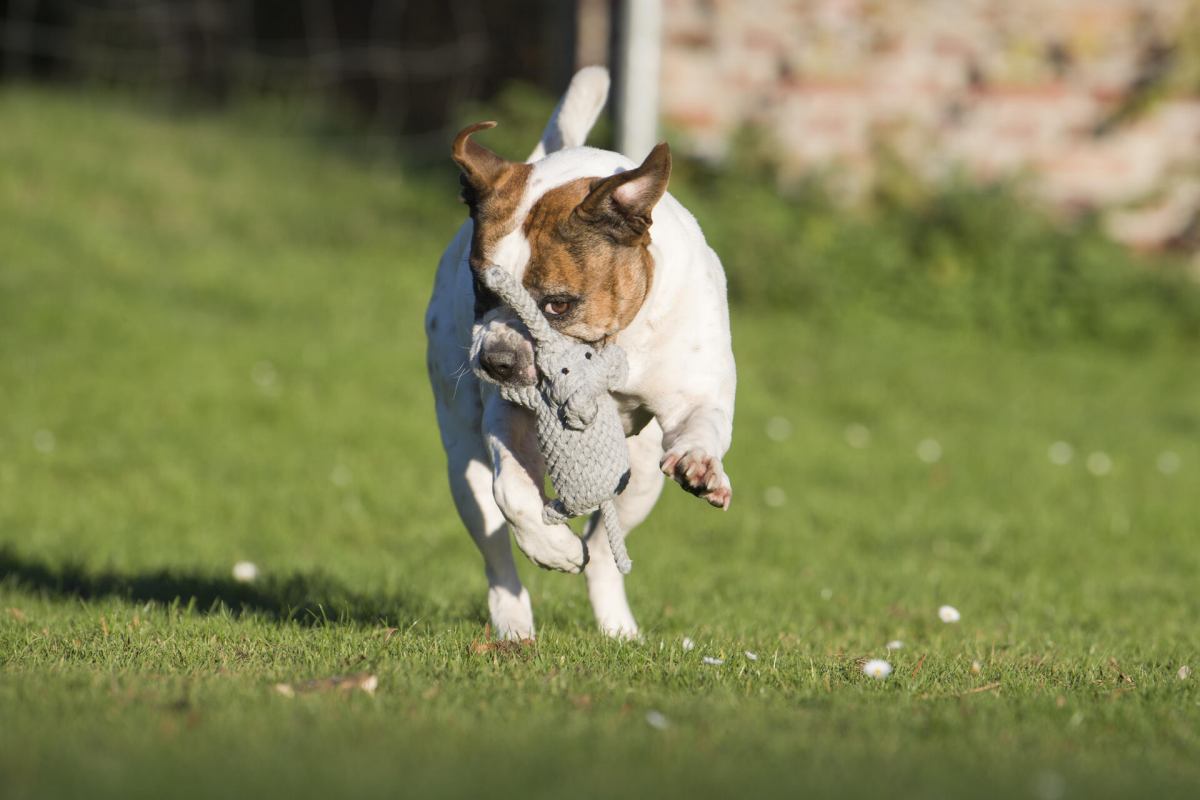 LAY LO Hundespielzeug Aus Natürlicher Baumwolle – 45,7 Cm, 2 Stück, Boho-Design Mit Griff, Für Mittelgroße/große Hunde