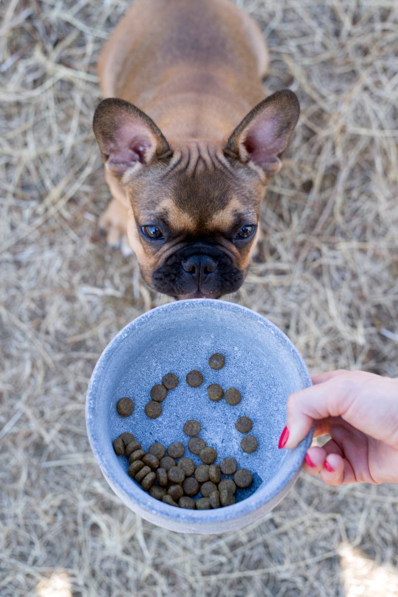 ROCKY EdelNapf für Hund und Katze ROCKY EdelNapf für Hund und