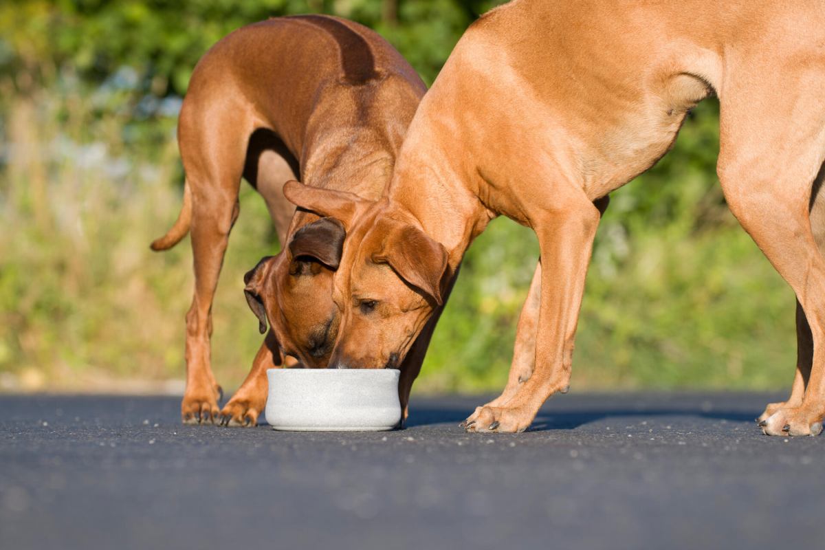 ROCKY EdelNapf für Hund und Katze ROCKY EdelNapf für Hund und