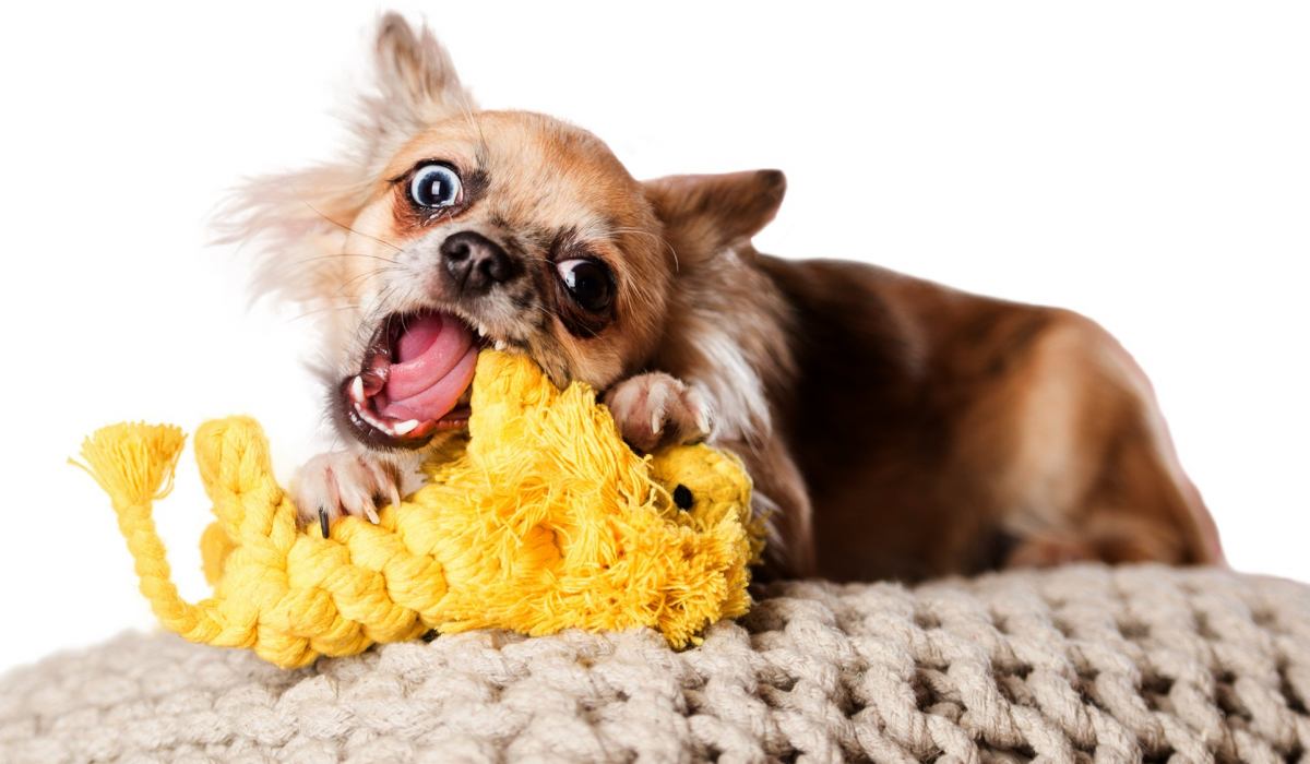 LAY LO Hundespielzeug Aus Natürlicher Baumwolle – 45,7 Cm, 2 Stück, Boho-Design Mit Griff, Für Mittelgroße/große Hunde