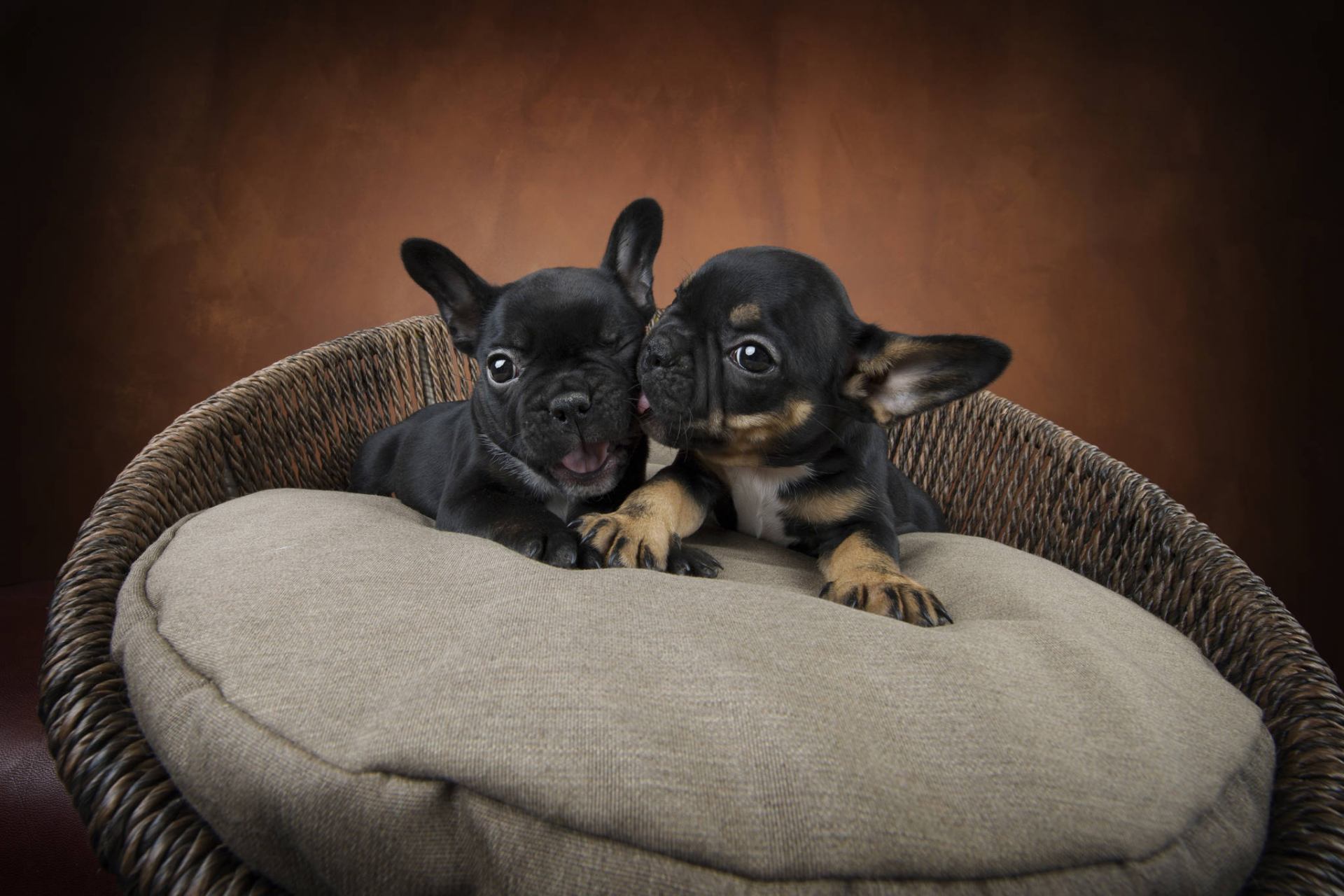 LABONI - Design for dogs and owners