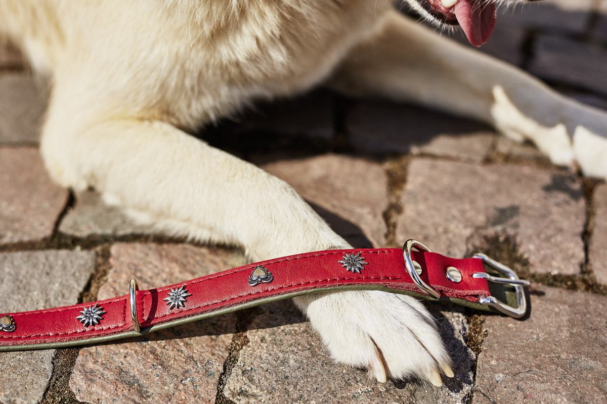 Edelweiss dog collar best sale