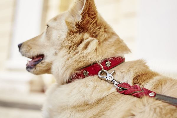 EDELWEISS - Elegantes Leine & Halsband Set für traditionsbewusste Hundefreunde