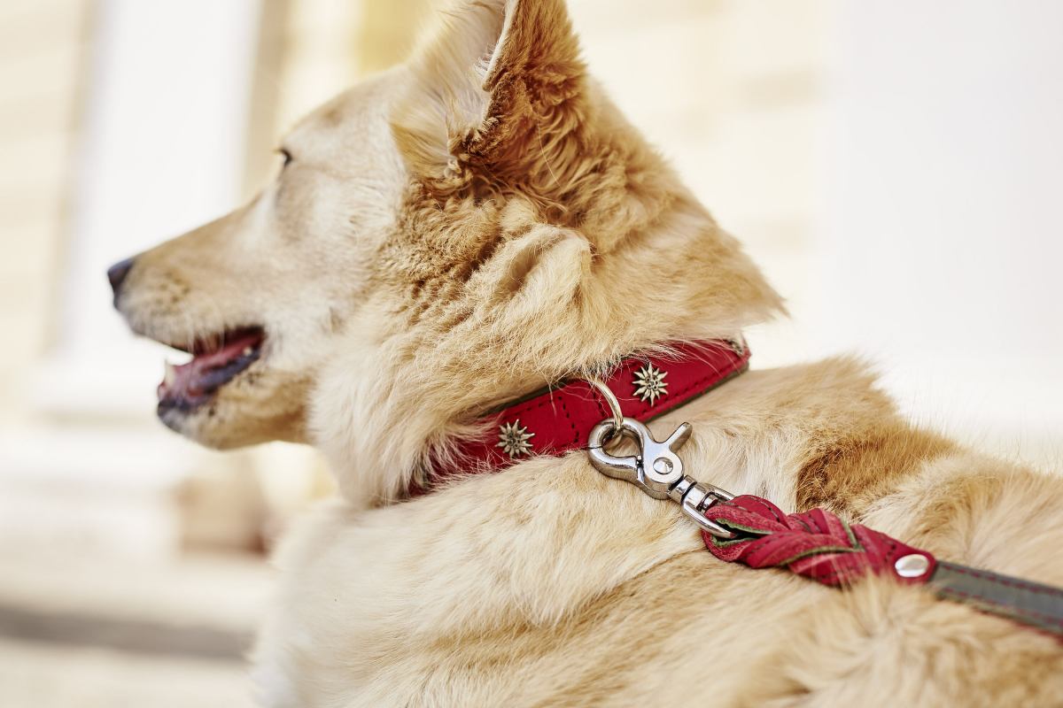 Edelweiss dog collar best sale