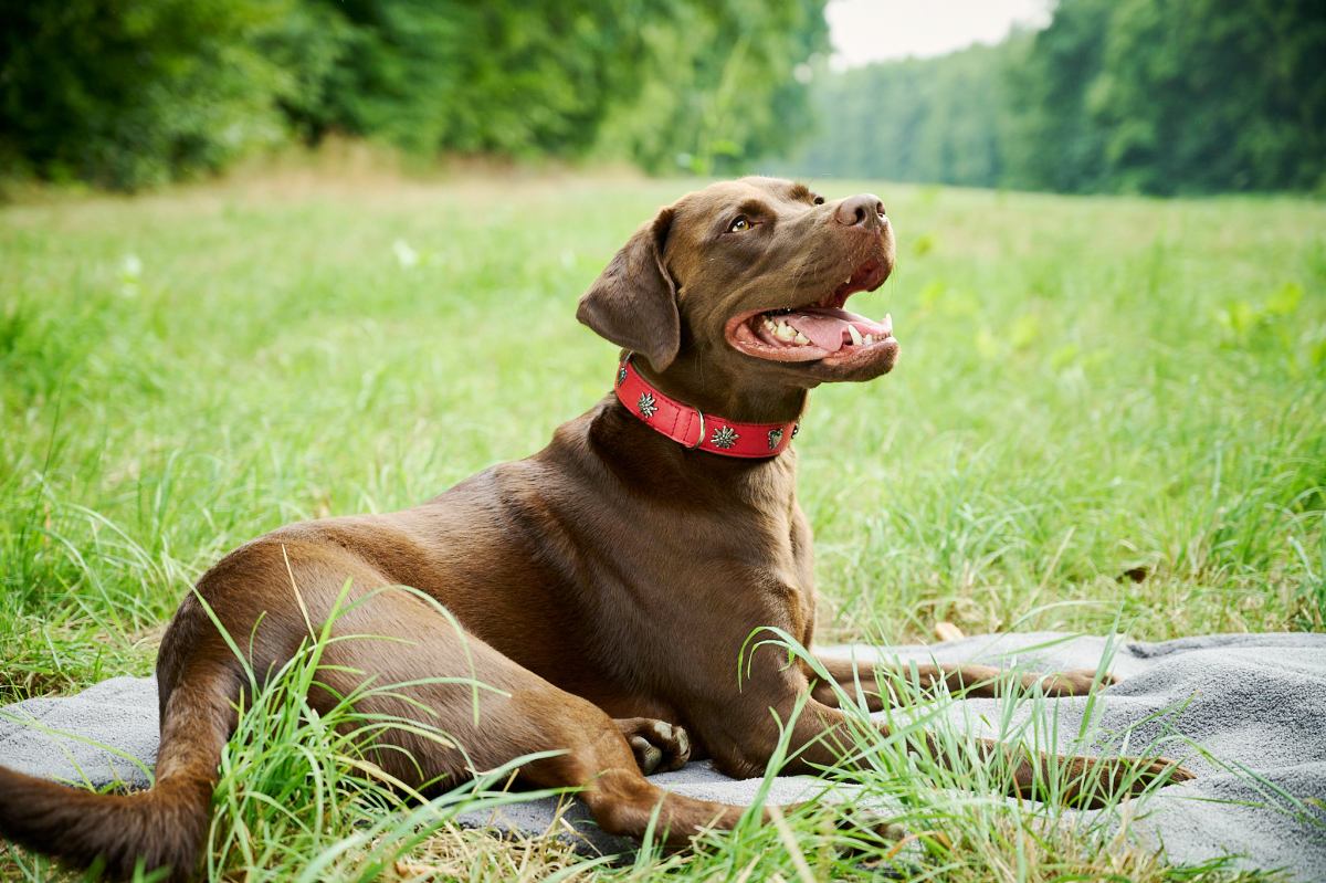 Edelweiss dog collar hotsell