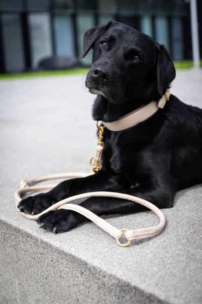 AMICI Ivory - Elegante Rundleine für modebewusste Hundefreunde-