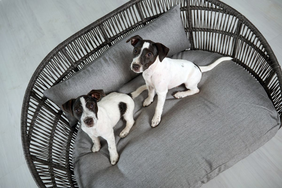 PRADO Design Hundebett SMOOTH PRADO Design dog bed Collection SMOOTH BEDS DOG BEDS LABONI design for dogs and owners