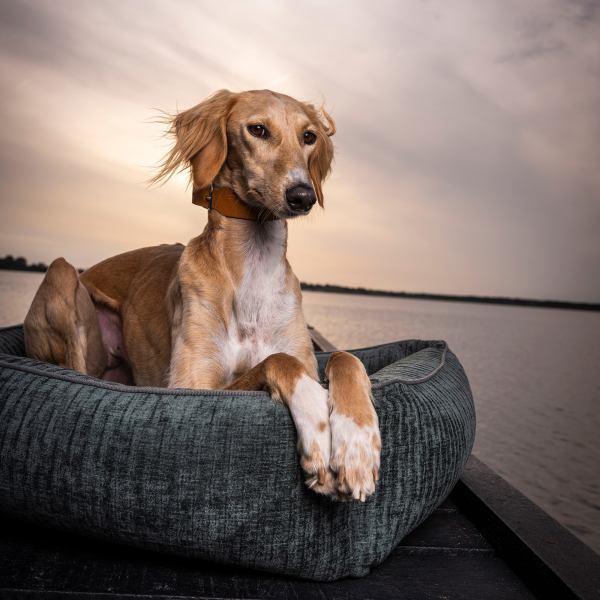 ORTHO DOG BED - NOVA